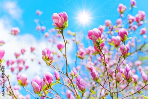 Pink Magnolia Tree in Full Bloom with Sunlight Background