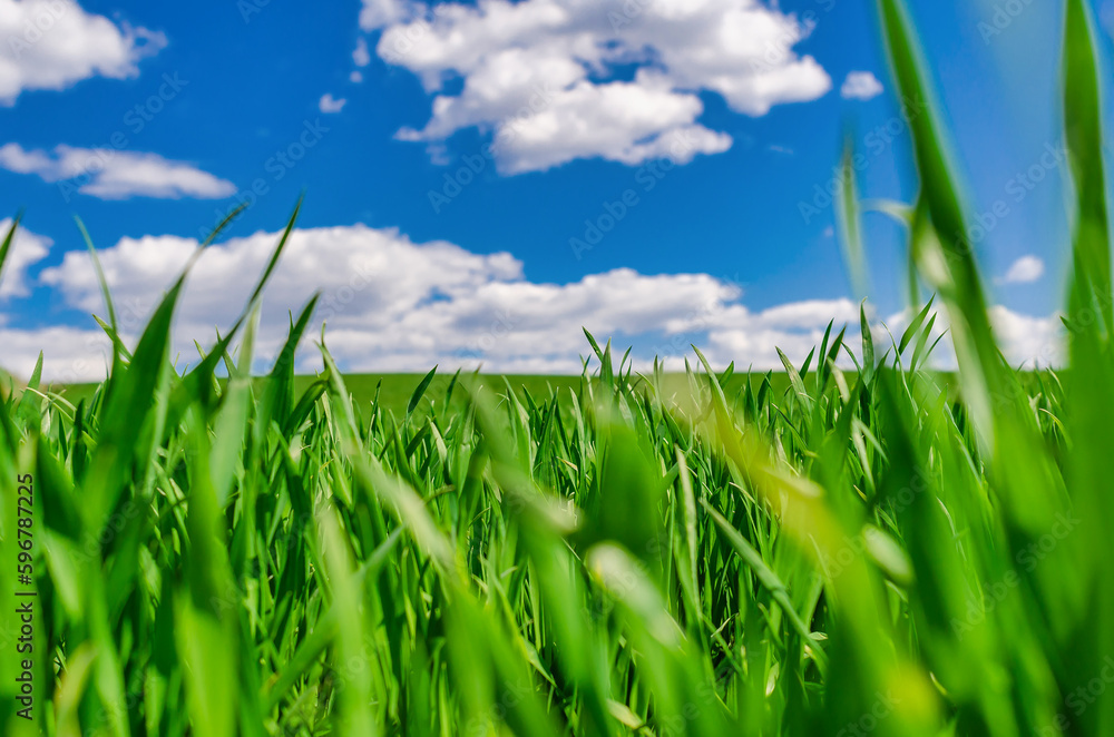 Obraz premium Young winter wheat in a field against a blue sky. Green grass in early spring.