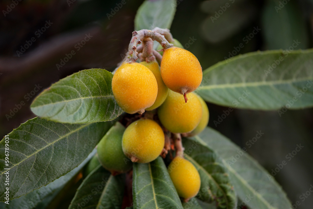 New world tree branch, Maltese plum (Eriobotrya japonica) fresh fruits .