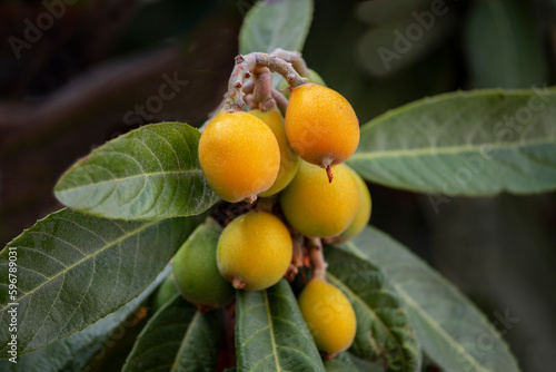 Obraz na płótnie New world tree branch, Maltese plum (Eriobotrya japonica) fresh fruits . w salonie
