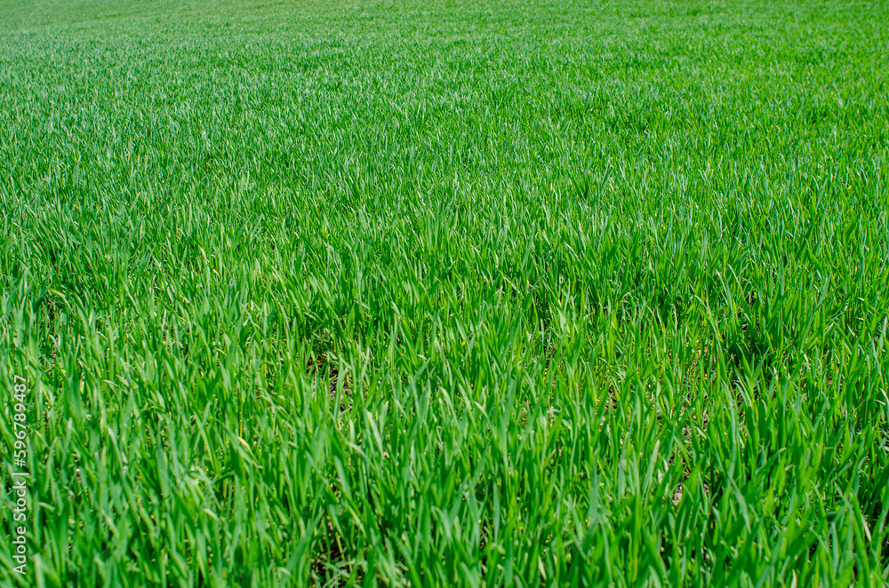 Winter green wheat on the field. Spring green grass Winter green wheat on the field. Spring green grass