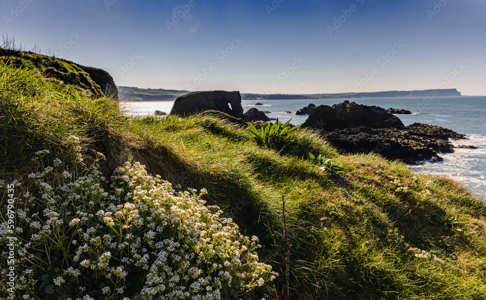 Elephant Rock, and springtime wild flowers, Antrim coastline, Ballintoy, County Antrim, Northern Ireland