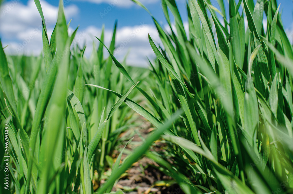 Green sprouts of winter wheat on the field. Close-up Green sprouts of winter wheat on the field. Close-up