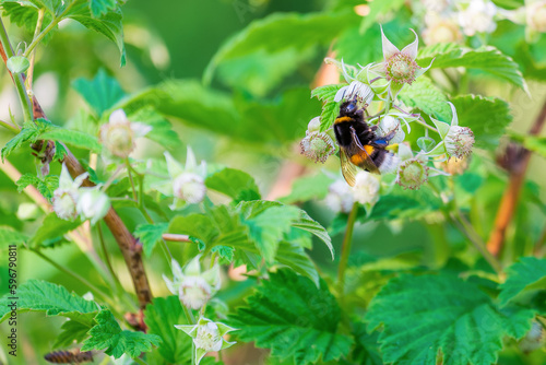 Bumblebee on a flower. The insect pollinates raspberry flowers