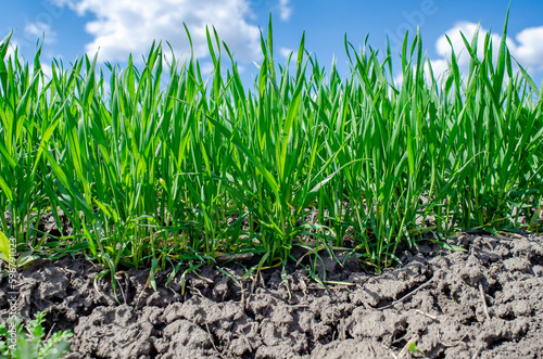 Winter wheat on the edge of the field. Contrast. Green wheat germ in the spring field