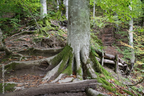 tree in the forest