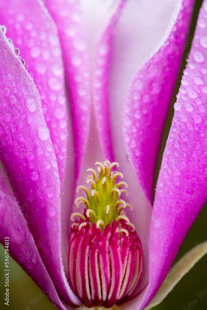 Magnolia tree flower cross section (Magnoliaceae) with white magenta petals, ovary, stamen details. Colorful macro close up with selective focus in at springtime. Wet plant with rain or dew drops. Magnolia tree flower cross section (Magnoliaceae) with white magenta petals, ovary, stamen details. Colorful macro close up with selective focus in at springtime. Wet plant with rain or dew drops.