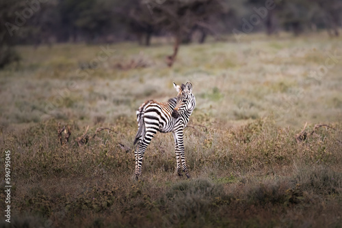Cute wild zebra baby, foal, in the savannah in the Serengeti National Park, Tanzania, Africa © Julia