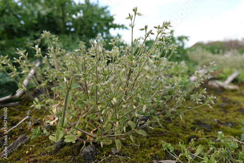 Closeup on a single clammy chickweed., or sticky mouse-ear plant, Cerastium glomeratum in the field photo