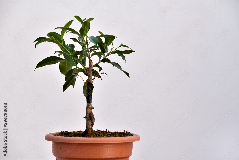 bolsai de ficus joven (prebolsai) con fondo blanco bolsai de ficus joven (prebolsai) con fondo blanco