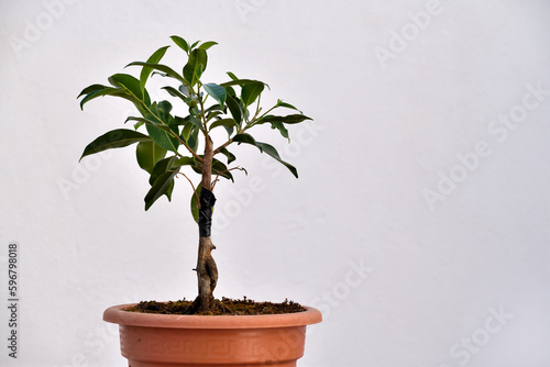 bolsai de ficus joven (prebolsai) con fondo blanco