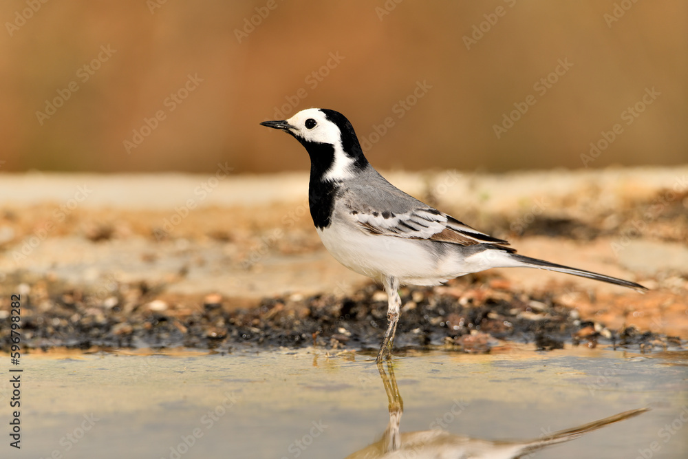 Fototapeta premium lavandera blanca​ o aguzanieves en el estanque del parque (Motacilla alba). Marbella Andalucía España