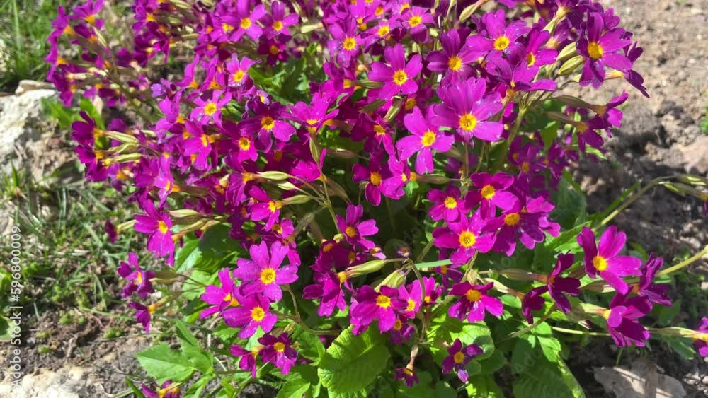 Red primrose flowers swaying in the wind on a sunny spring day Red primrose flowers swaying in the wind on a sunny spring day