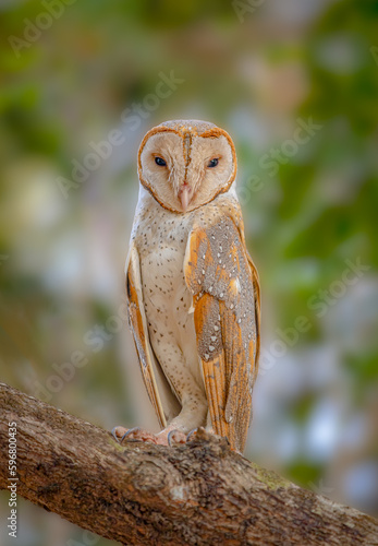 Barn owl on a tree