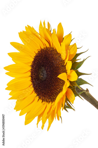isolated sunflower over transparent background