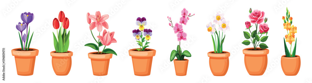 Set of beautiful pots with flowers. Vector illustration of colored pots with various flowers: crocuses, tulips, lilies, violets, orchids, daffodils, roses, gladiolus isolated on a white background. - obrazy, fototapety, plakaty 