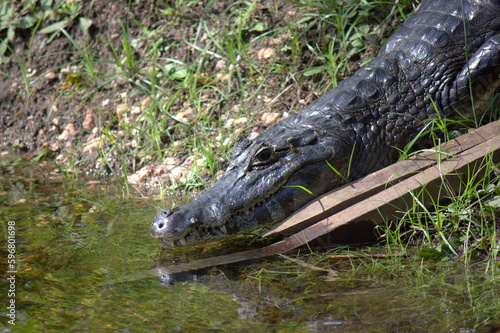 Caiman Alligator in Pantanal Marsh of Brazil
