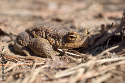 frog portrait in spring