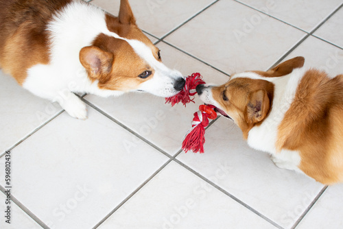 Sticker two welsh pembroke corgies play tug of war. Playing dogs.