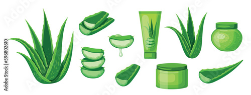 Set of beautiful aloe vera in cartoon style. Vector illustration of various green aloe vera leaves, cut into large and small sizes with drops, aloe creams and gels isolated on white background.
