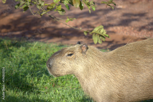 Capybara in Brazil's Pantanal Marsh Lands