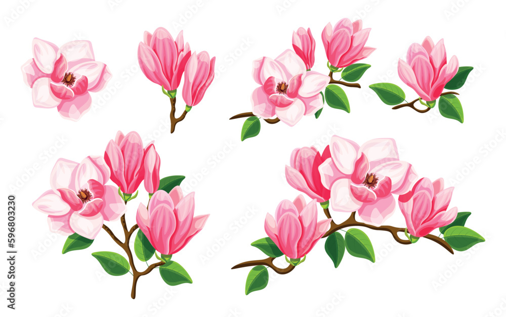 Set of beautiful pink magnolias in cartoon style. Vector illustration of spring and summer flowers in large and small sizes with closed and open buds with green leaves on a white background.
