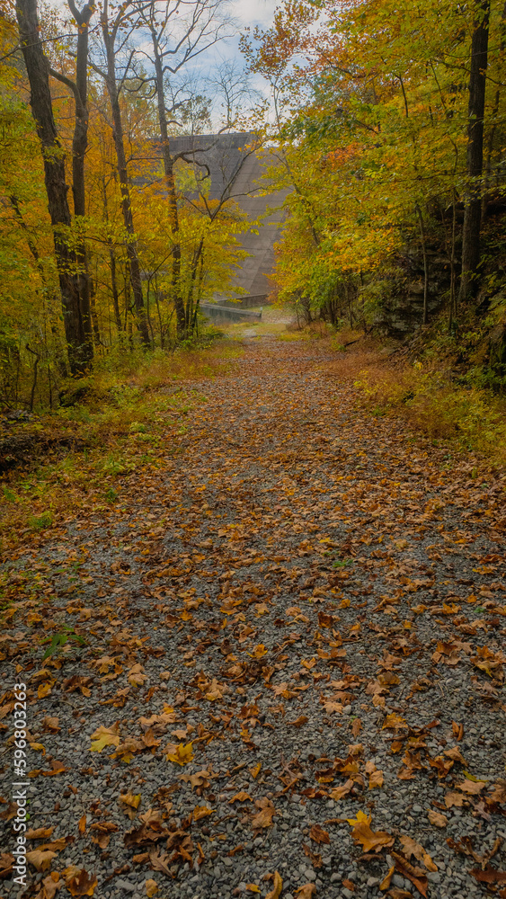 Obraz premium autumn in the woods