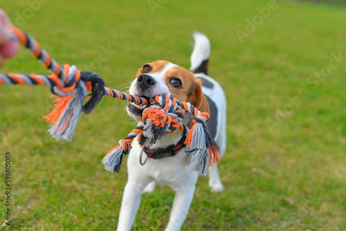 A beagle dog pulls a rope and plays tug-of-war with his master. A dog plays tug of war with a rope. Playful dog with toy. Tug of war between master and beagle dog.