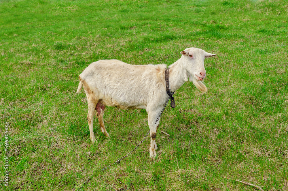 White goat on green pasture grass in village White goat on green pasture grass in village