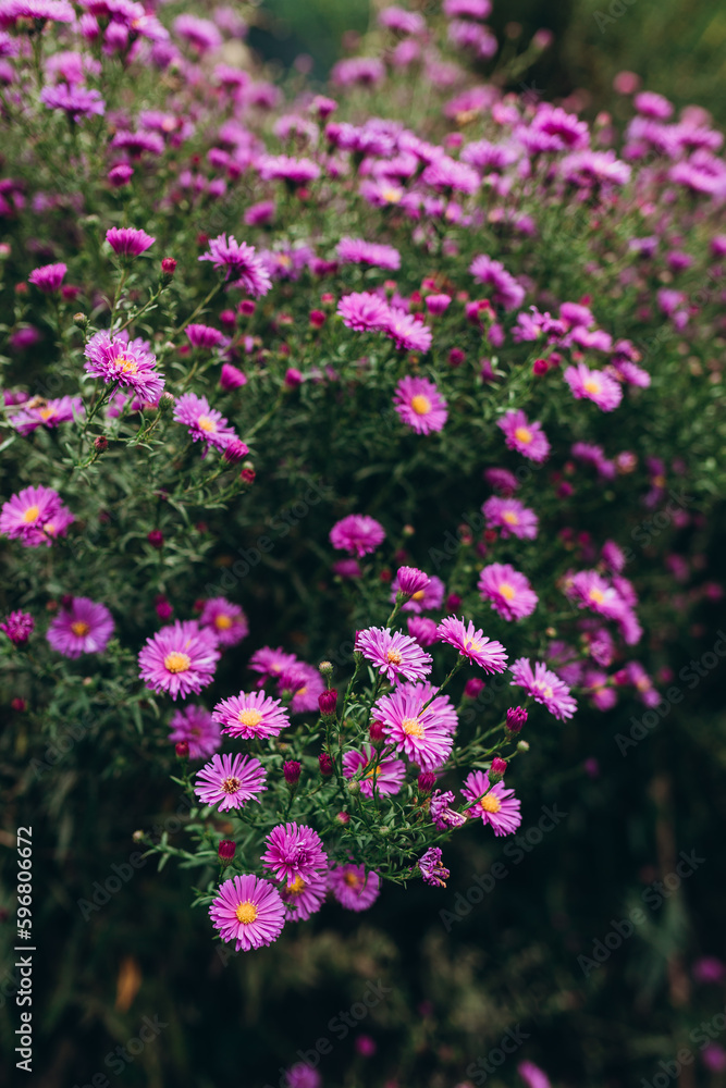 Fototapeta premium Beautiful flowers in the garden. Aster petals close up. Bright romantic floral background. Purple flowers on a green nature background.