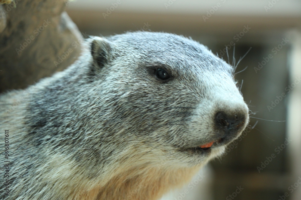 a marmot looks out of its burrow a marmot looks out of its burrow