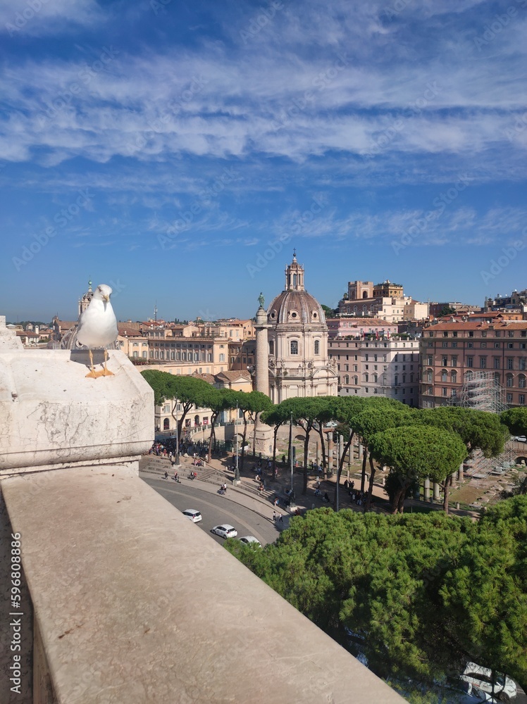 view of a seagull in Rome