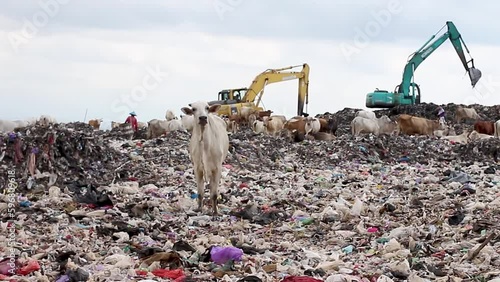 waste collection activities and The cows in the municipal garbage shelter at piyungan landfill, Yogyakarta Indonesia photo