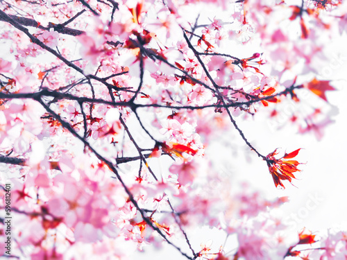 Cherry blossom branch in spring, as blurred background