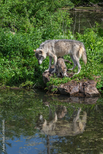 Grey Wolf Pup  Canis lupus  Stands Under Adult at Edge of Island Summer