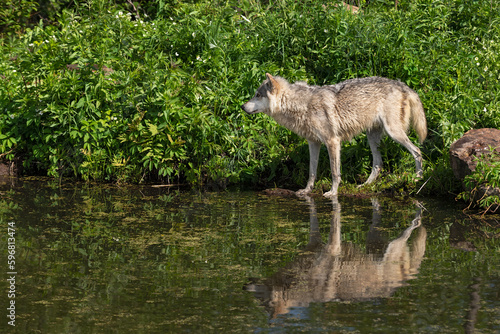 Grey Wolf Adult  Canis lupus  Stands Looking Left on Shoreline Reflected Summer