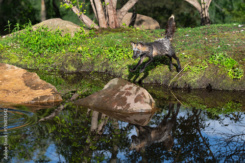 Cross Fox  Vulpes vulpes  Leaps From Island to Rock Summer