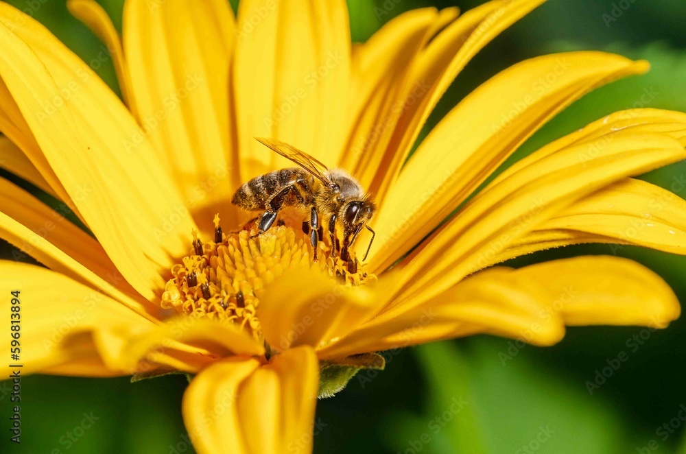 Flower and bee. Summer pollination. Flower and bee. Summer pollination.