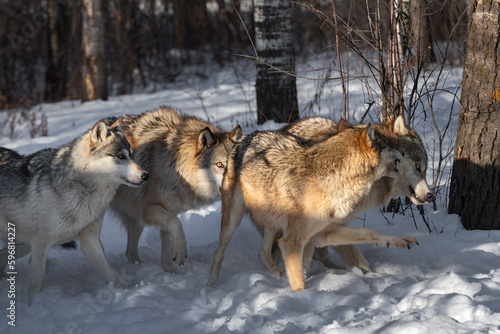 Grey Wolf (Canis lupus) Pack in Line Sniff and Snarl Winter