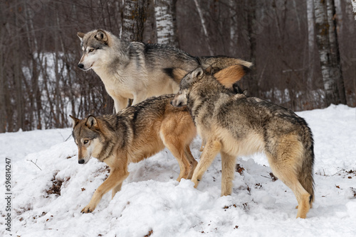 Three Grey Wolves (Canis lupus) on Snow Mound Winter © geoffkuchera