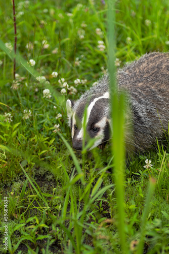 North American Badger (Taxidea taxus) Cub Looks Out Between Grasses Summer © geoffkuchera