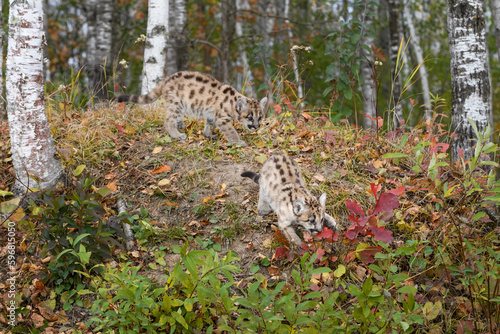 Cougar Kitten (Puma concolor) Pounces Down Embankment Second Watches Autumn photo