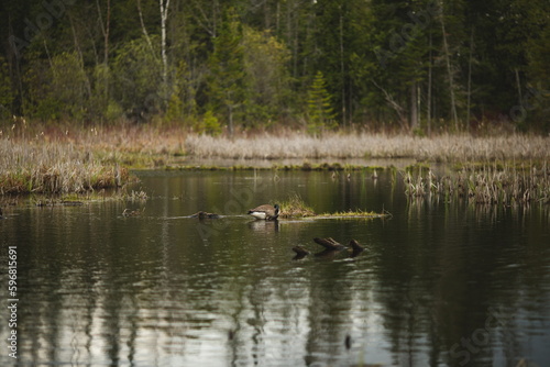 A Canadian Goose at Frink Conservation Area in Ontario  Canada. Nature and wildlife in North America.
