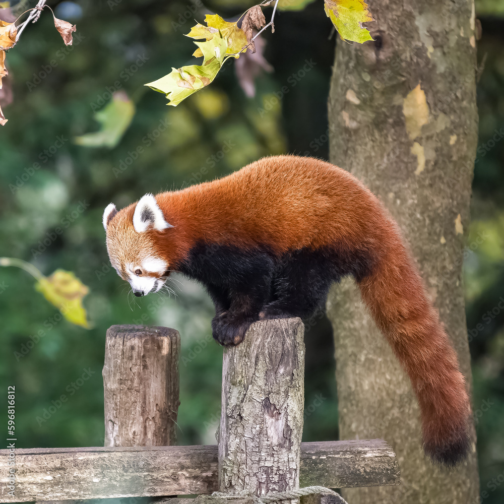 Fototapeta premium A red panda standing on a branch
