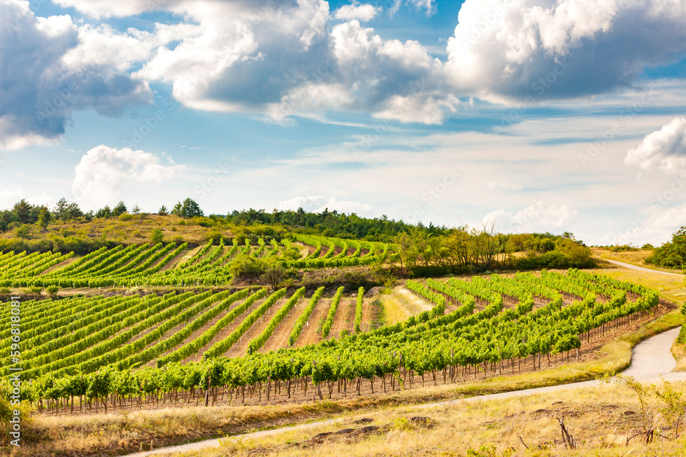 landscape with vineyards near Retz, Lower Austria, Austria