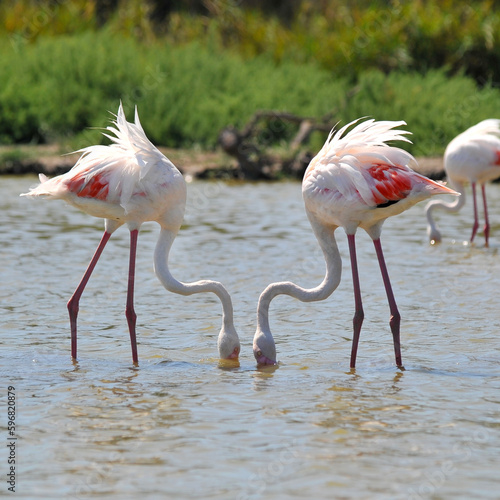 flamingo river