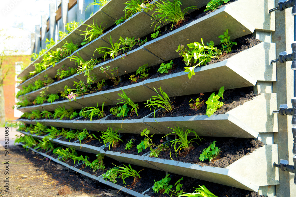 Green facade garden for climate adaptation. Vertical Garden for sustainable cities. Living wall for stimulating biodiversity. Urban greening. Groene gevel. Green wall garden. Verticale tuin. Green facade garden for climate adaptation. Vertical Garden for sustainable cities. Living wall for stimulating biodiversity. Urban greening. Groene gevel. Green wall garden. Verticale tuin.