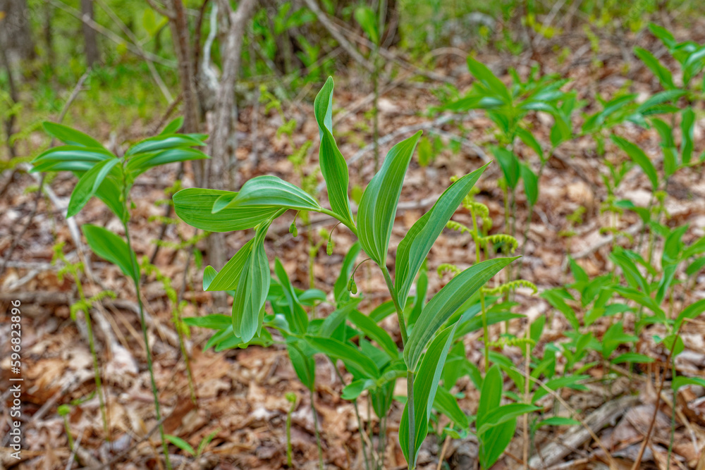 Solomon's seal ready to bloom Solomon's seal ready to bloom