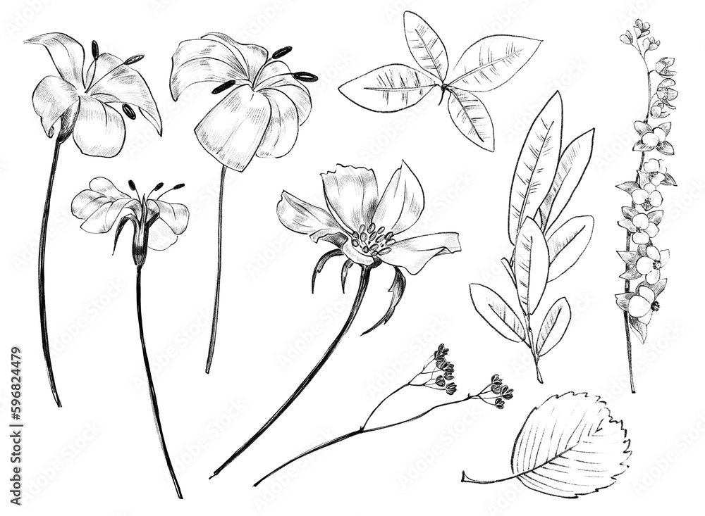 Graphic linear hatched flowers, berries, black and white thin wild plants, Set of black and white linear leaves. Line art. Floral ink pen sketch, isolated monochrome floral design element