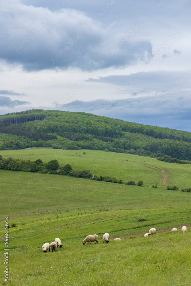 Spring landscape with white sheep in White Carpathians, Czech Republic